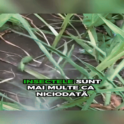 N-OIL – adjuvant pe bază de ulei vegetal pentru tratamente pomi